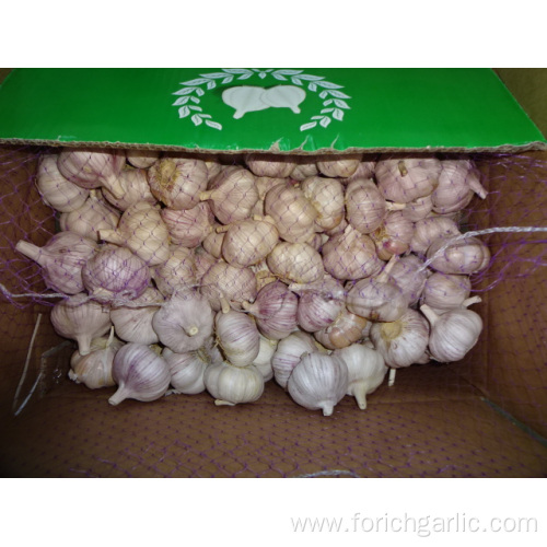 Fresh Normal Garlic Jinxiang